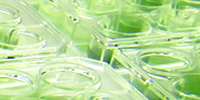 Eco-solution : Microalgae based fuels