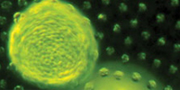 Shamash : Innovative microalgae research