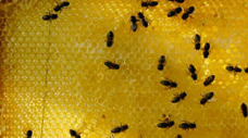 Apilab : Biomonitoring through bees