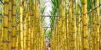 Sphere : Sugarcane bioplastics
